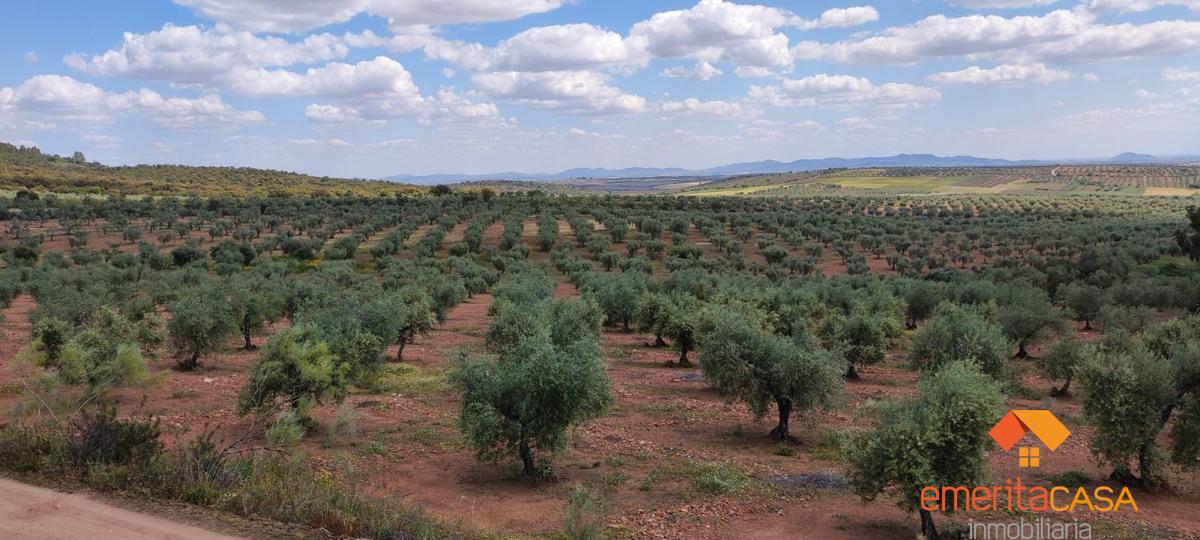 For sale of rural property in Mirandilla