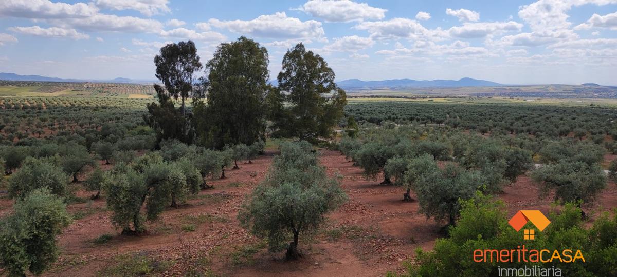 For sale of rural property in Mirandilla