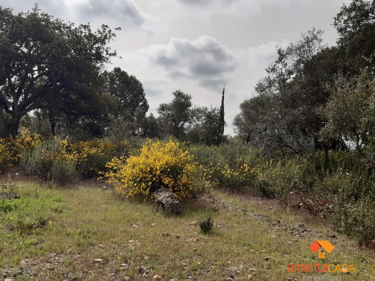 For sale of rural property in Mirandilla