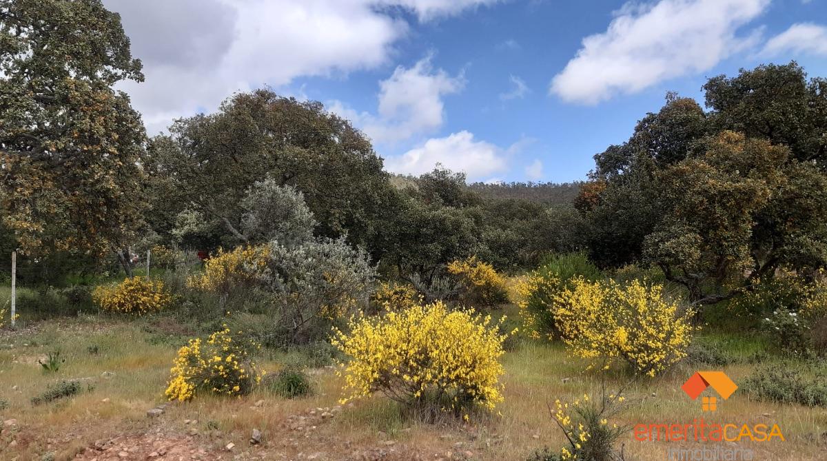 For sale of rural property in Mirandilla