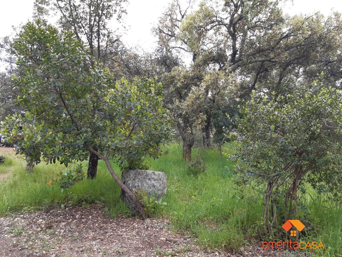 For sale of rural property in Mirandilla