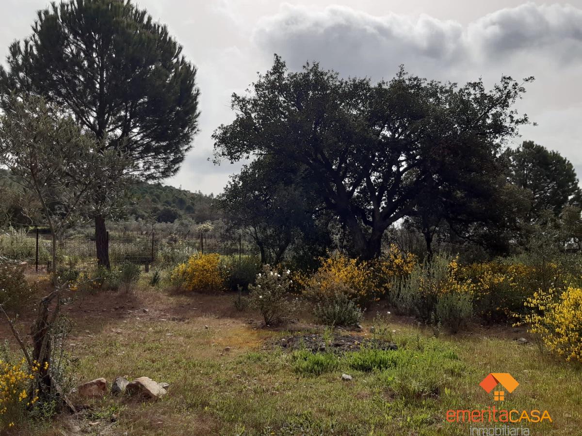 For sale of rural property in Mirandilla