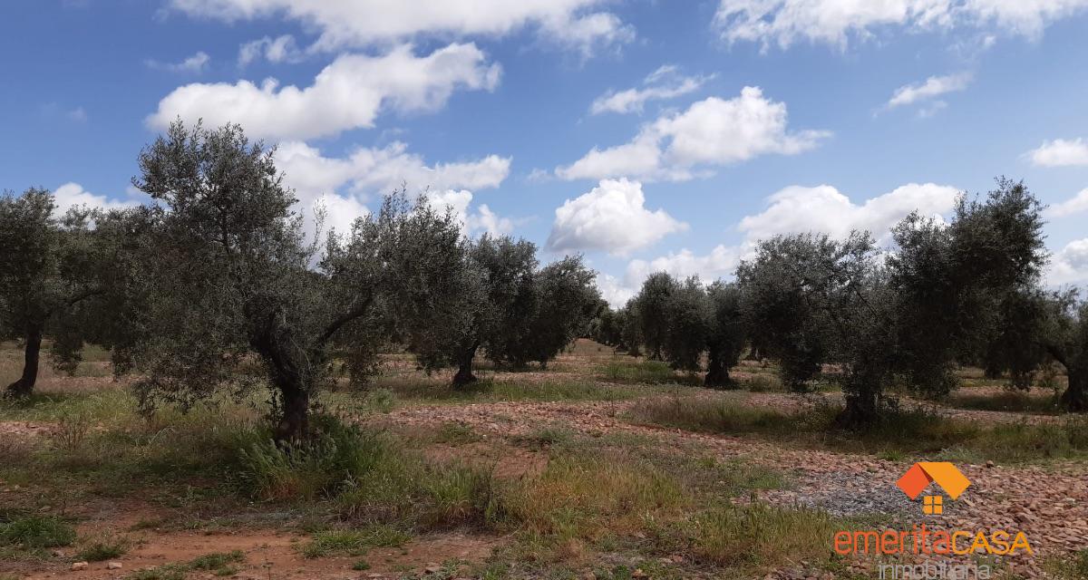 For sale of rural property in Mirandilla