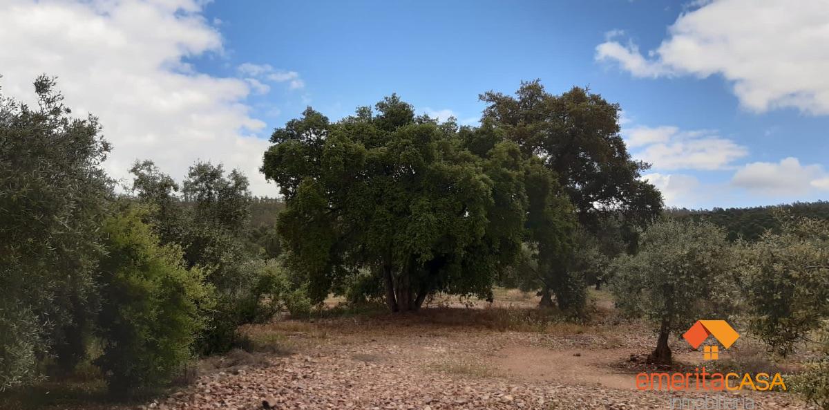 For sale of rural property in Mirandilla