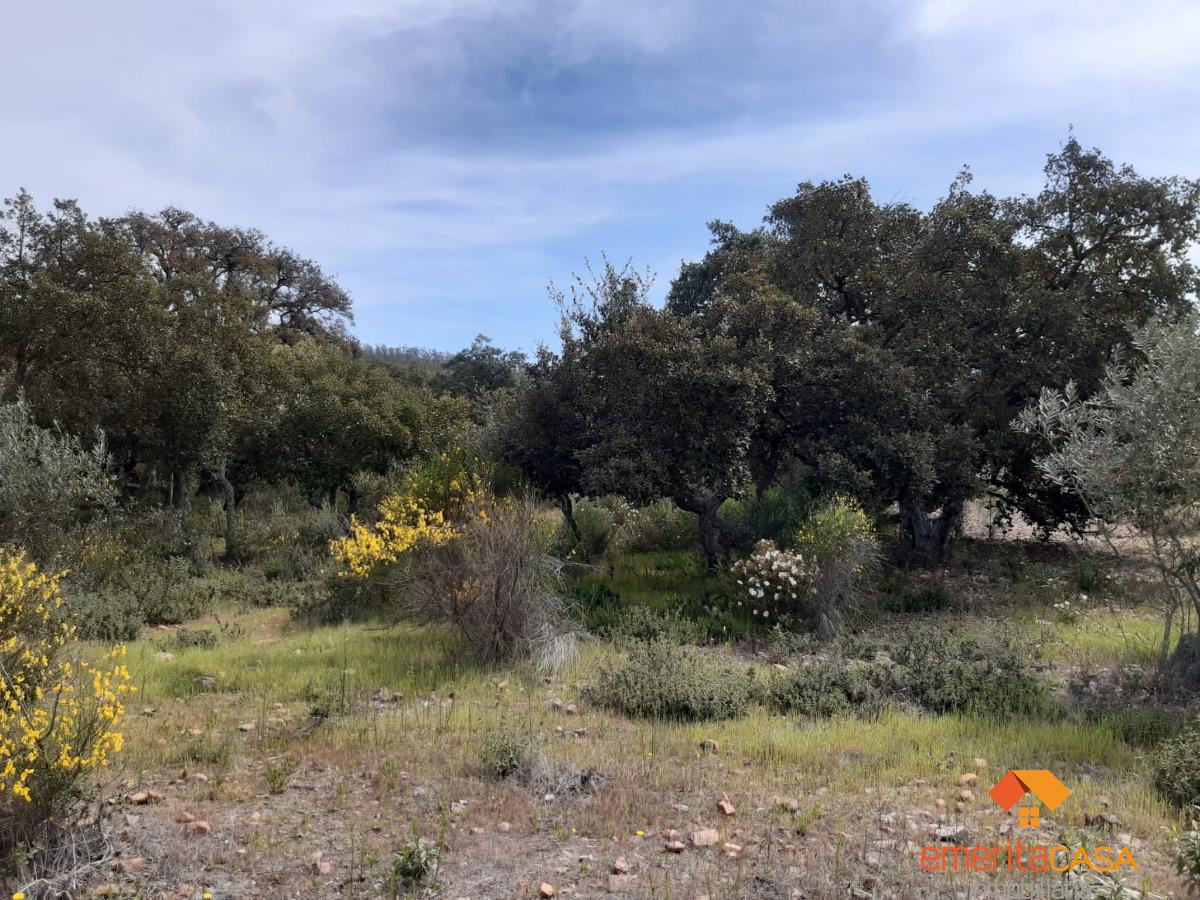 For sale of rural property in Mirandilla