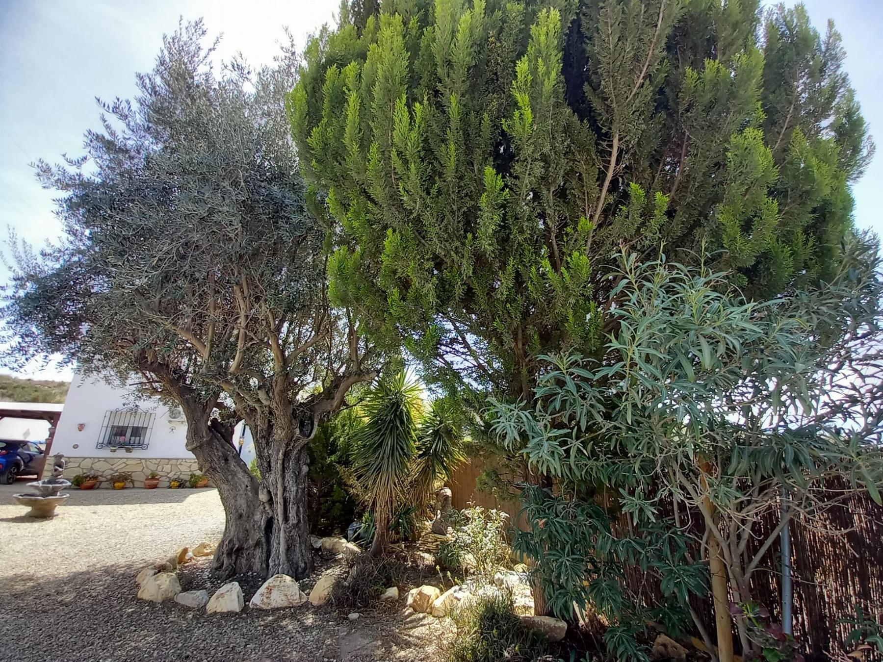 For sale of house in Albox