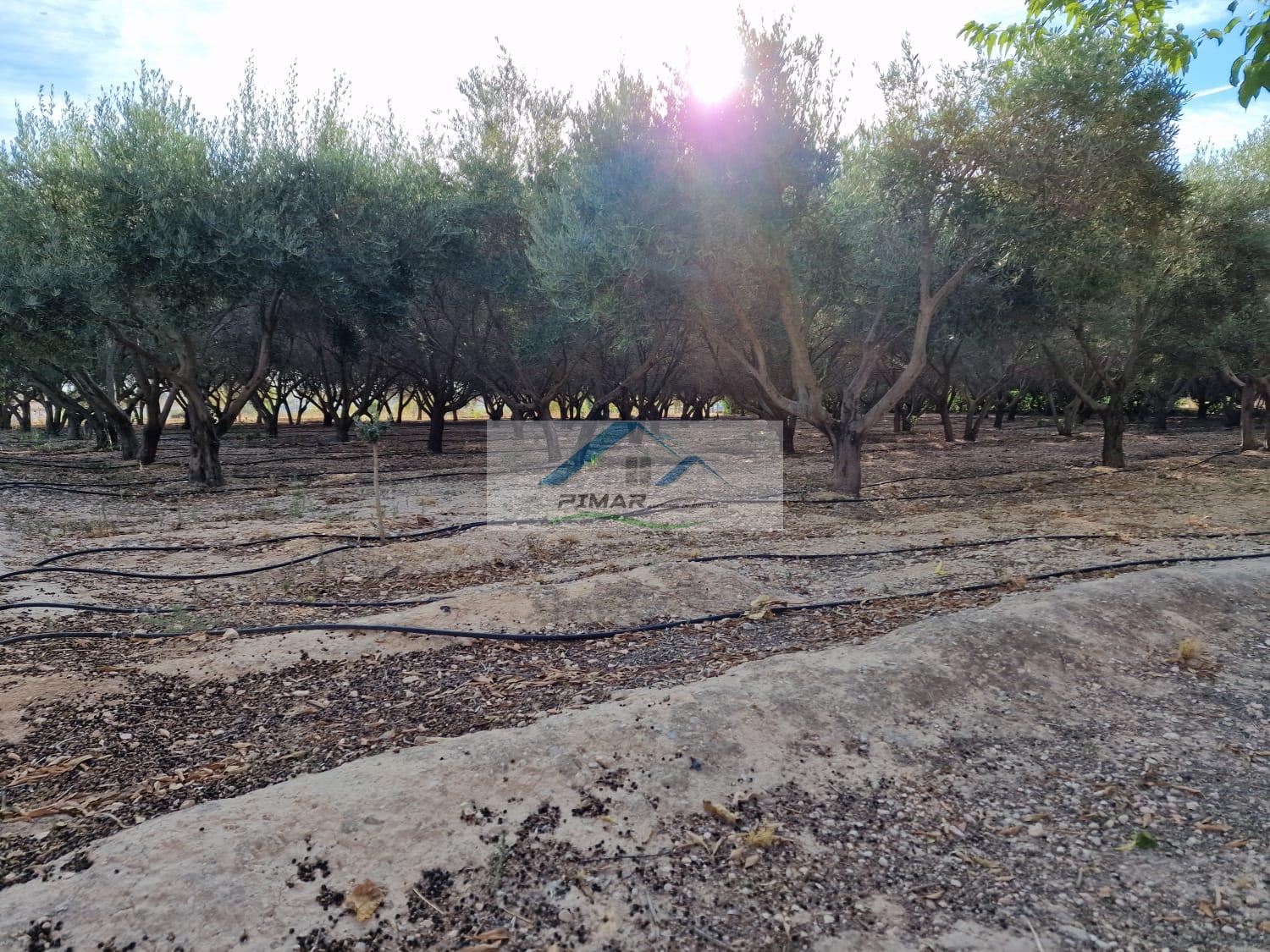 For sale of house in Aspe