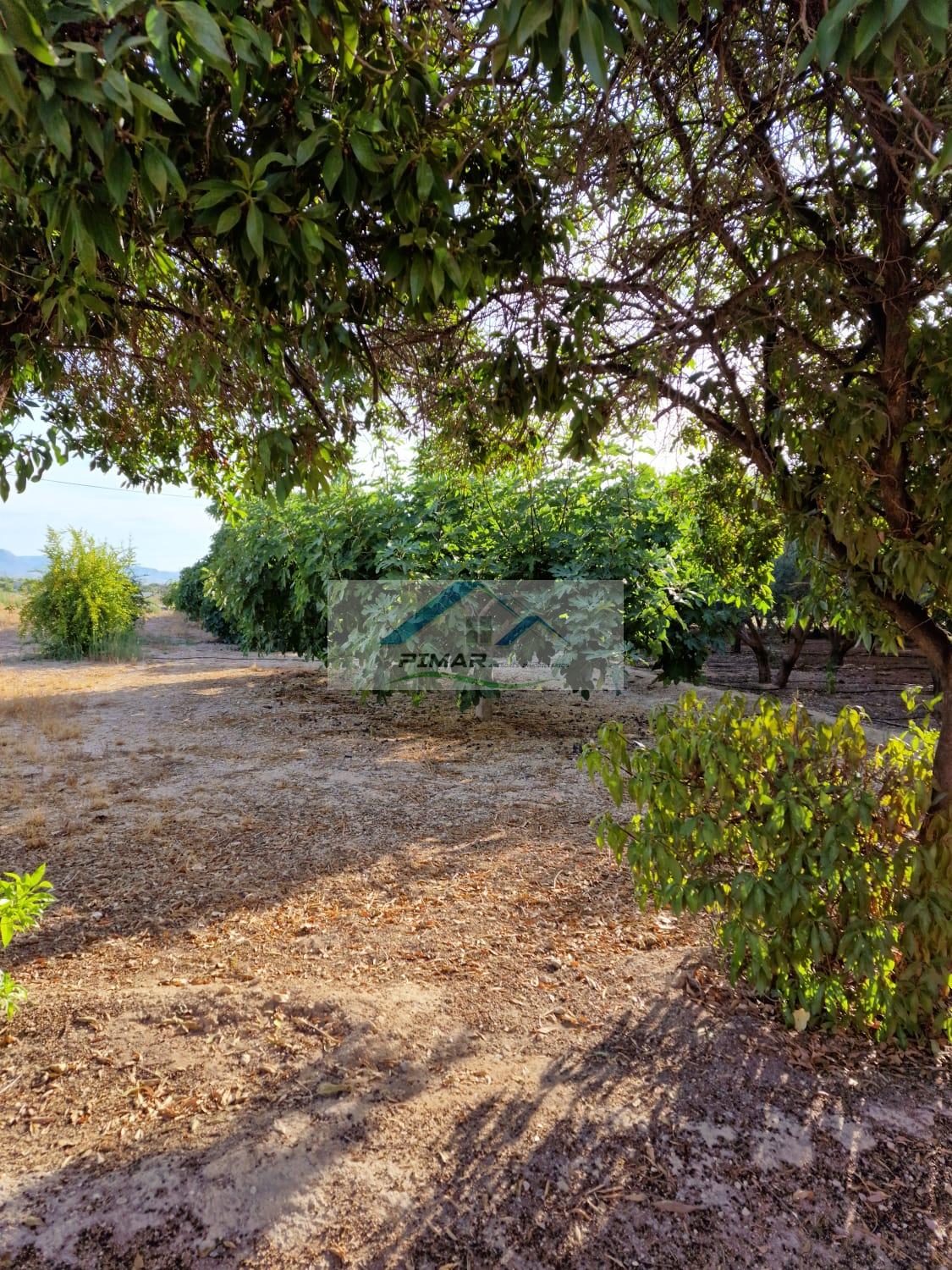 For sale of house in Aspe