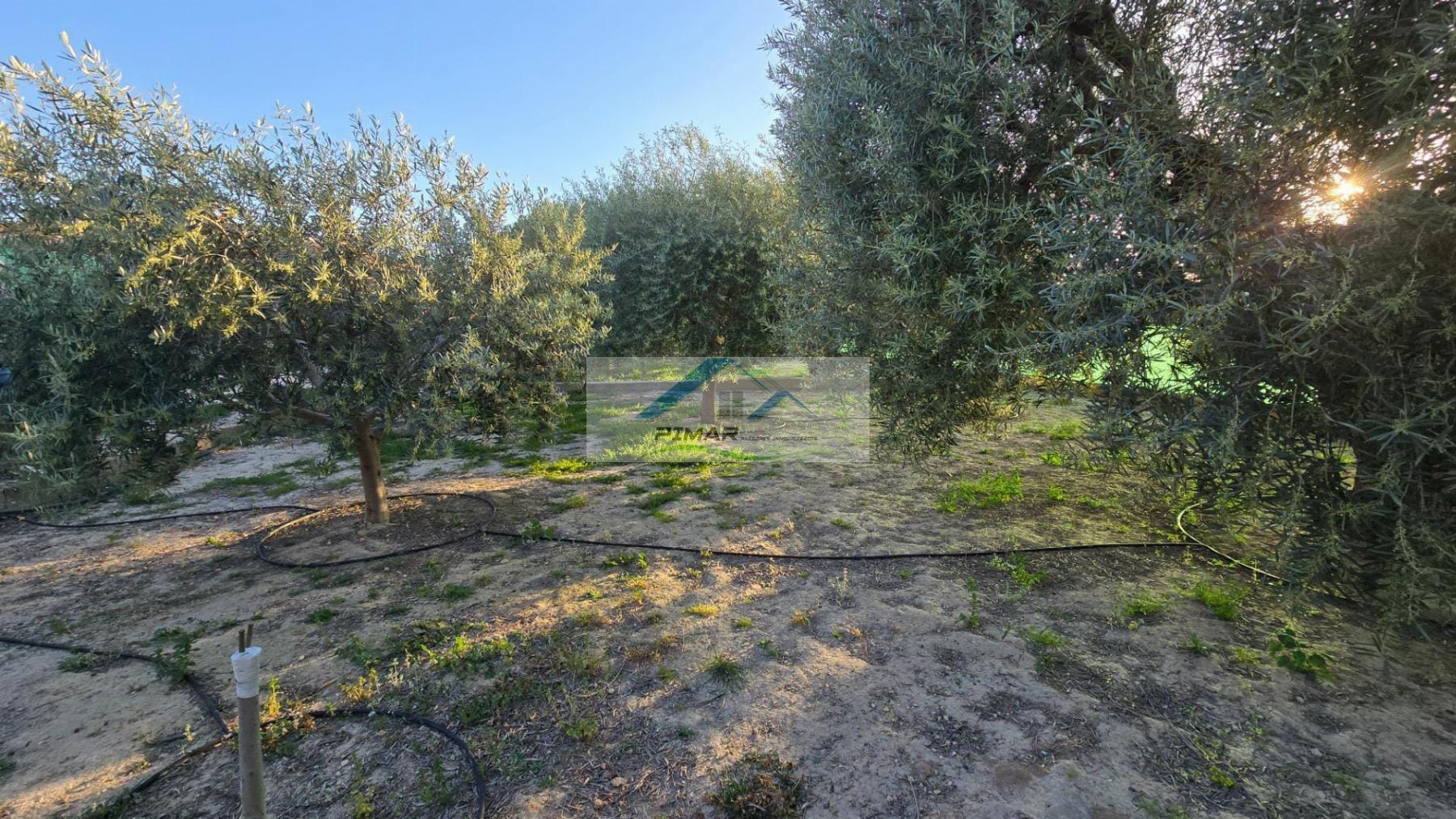For sale of chalet in Elche-Elx