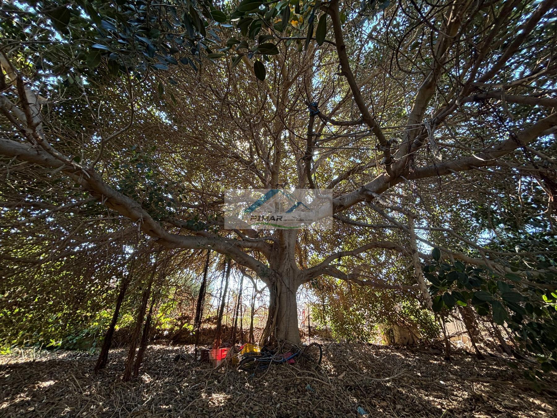 Venta de chalet en Elche-Elx