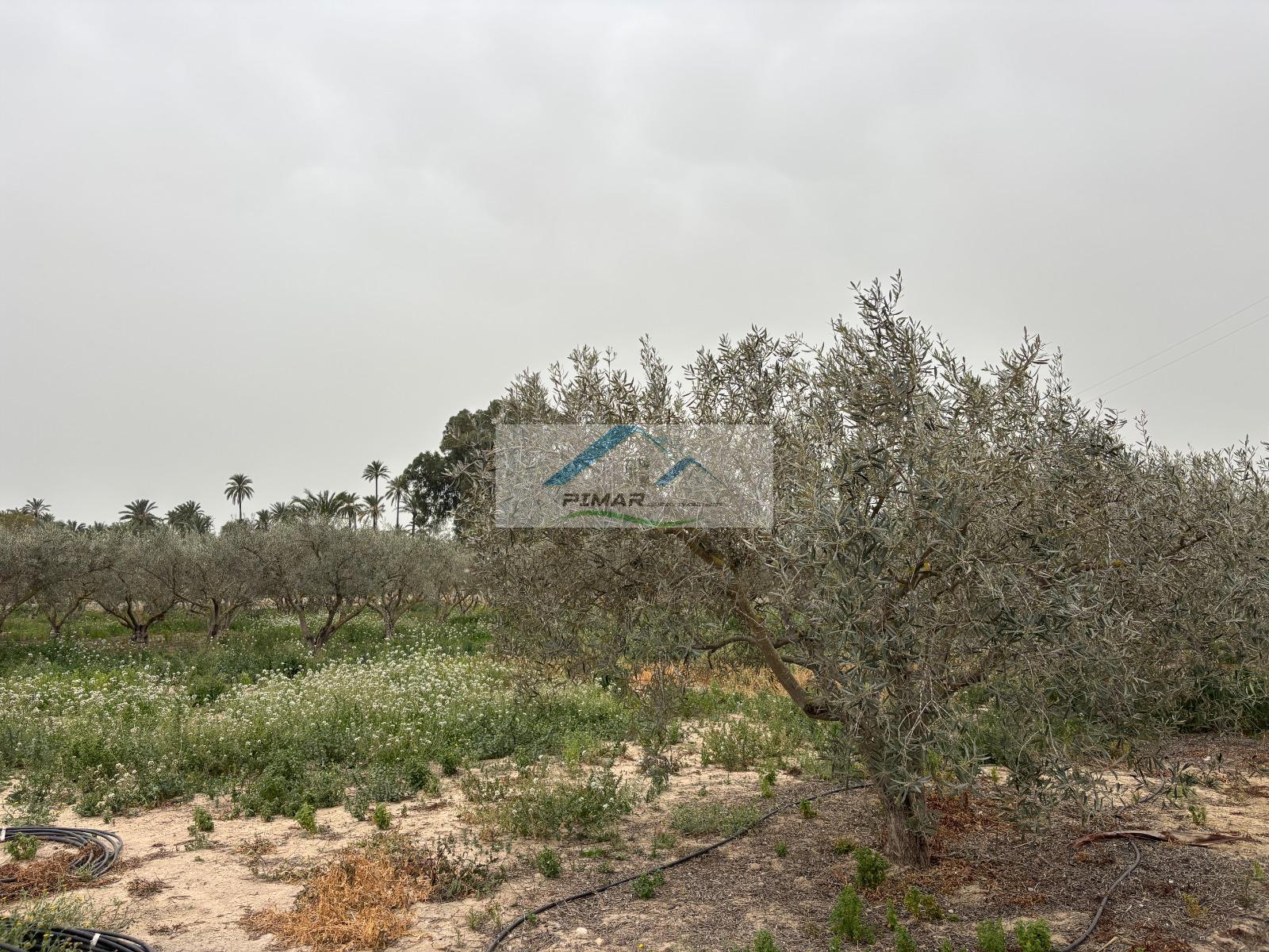 Venta de casa en Elche-Elx