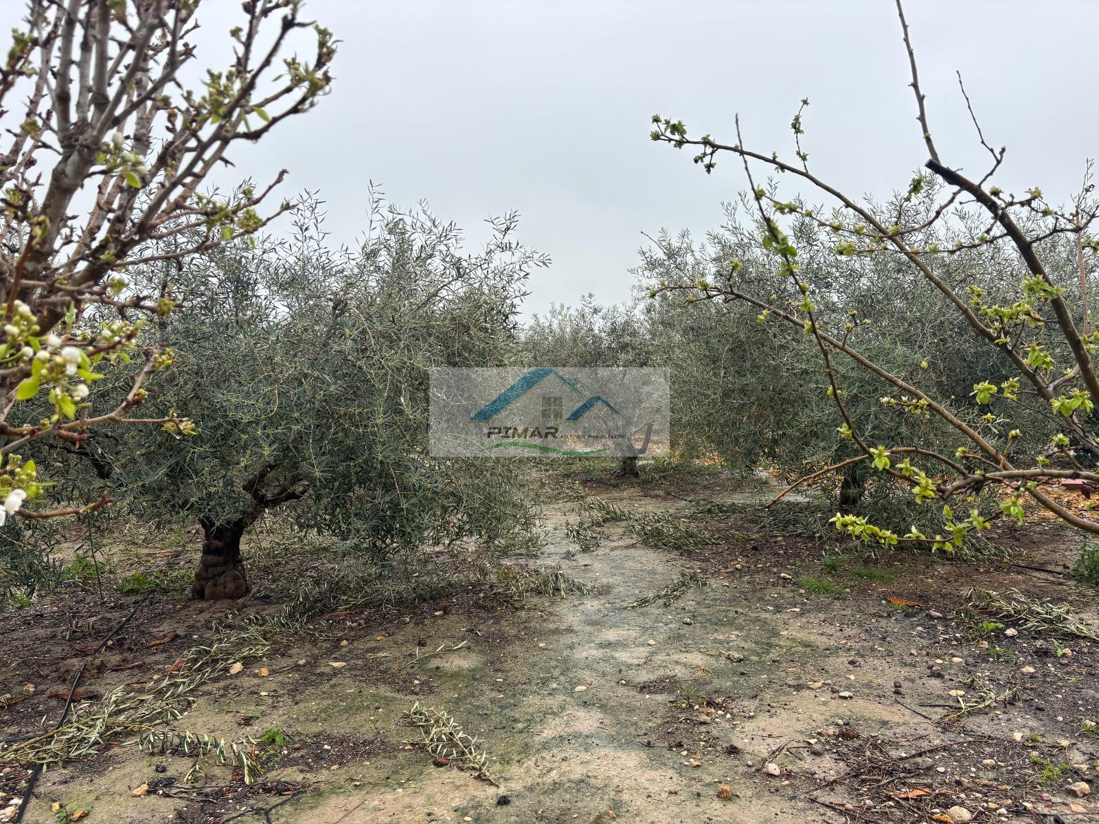 Venta de terreno en Elche-Elx