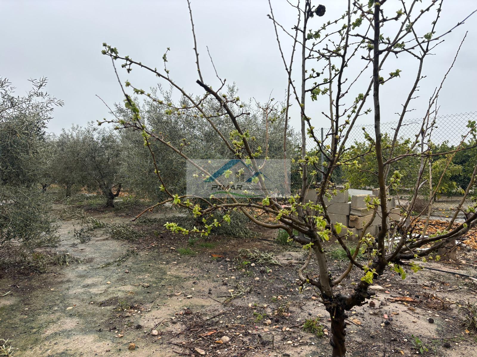 Venta de terreno en Elche-Elx