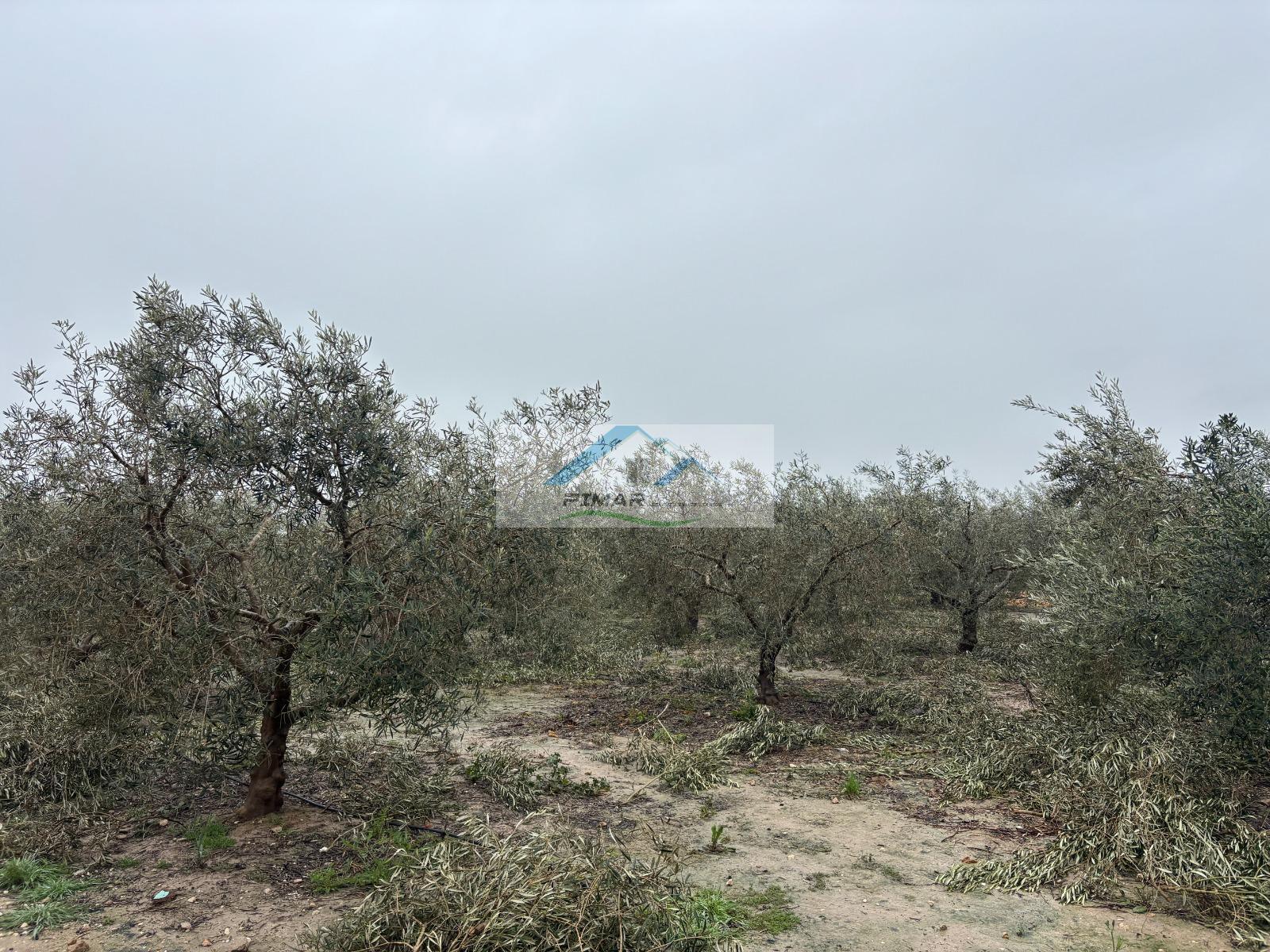 Venta de terreno en Elche-Elx