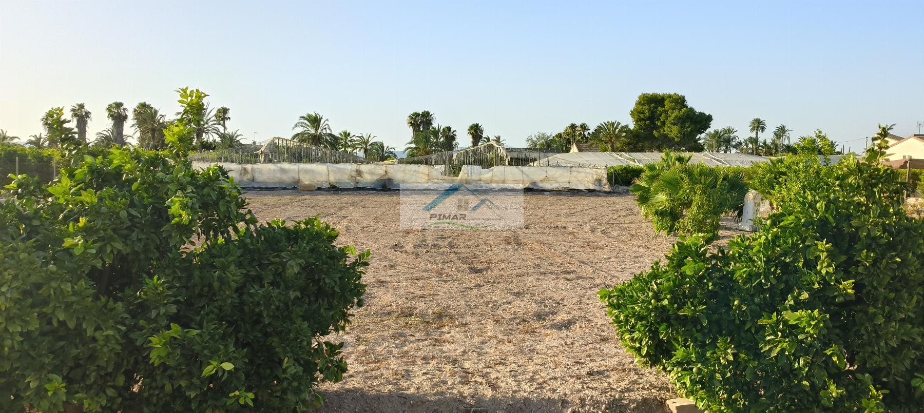Venta de finca rústica en Elche-Elx