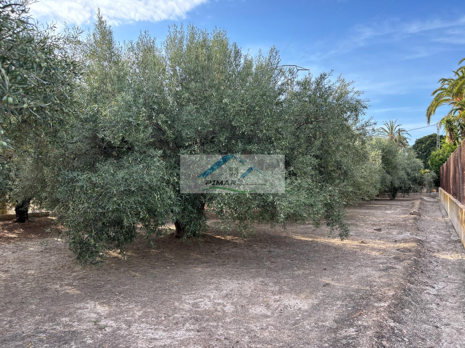 Venta de terreno en Elche-Elx