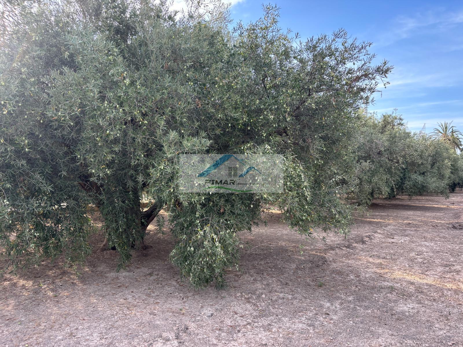 Venta de terreno en Elche-Elx