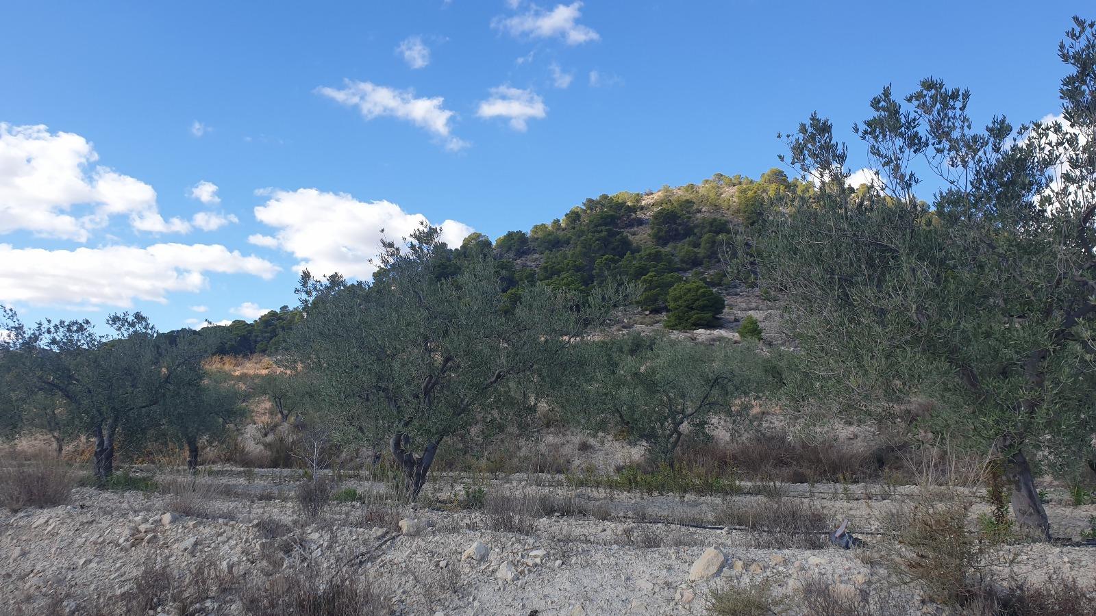 Venta de terreno en Alicante
