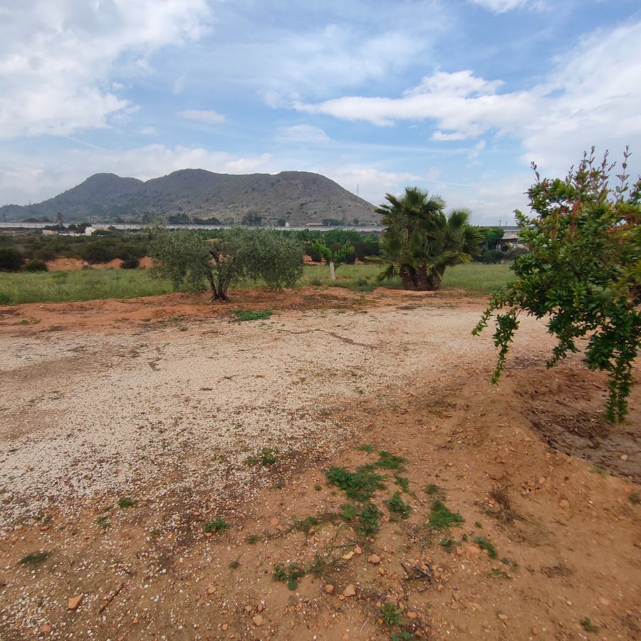 For sale of rural property in Novelda