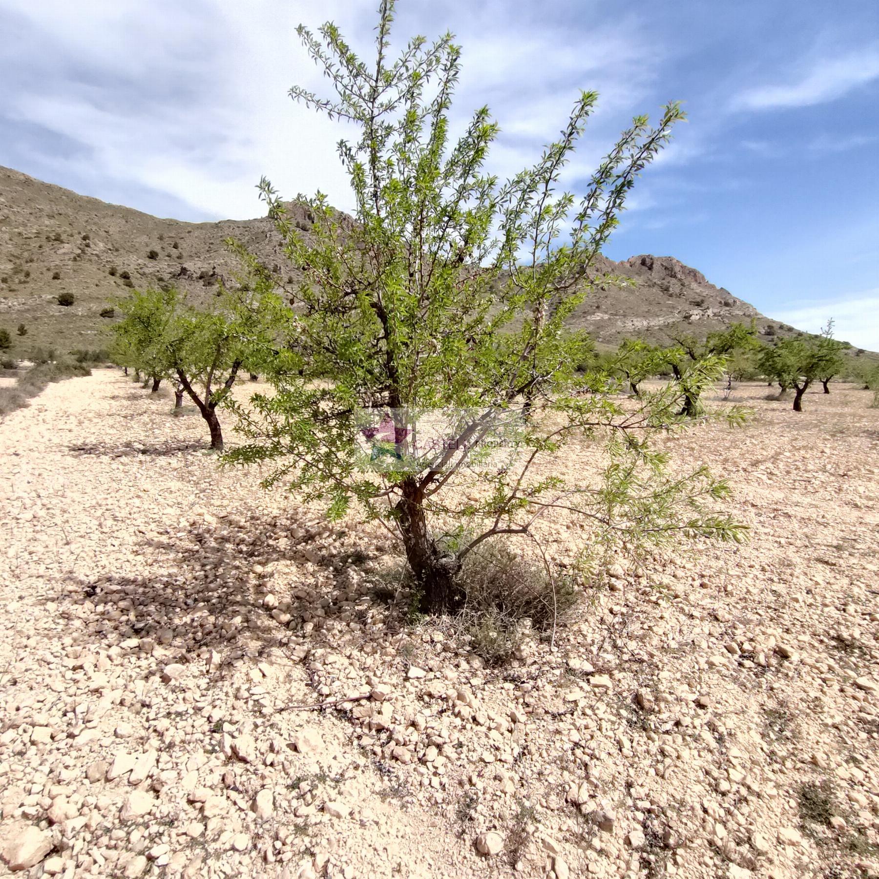 Venta de terreno en Yecla