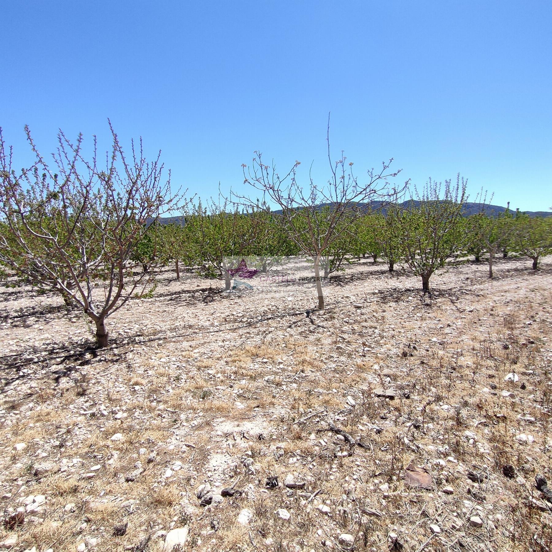 For sale of rural property in Salinas