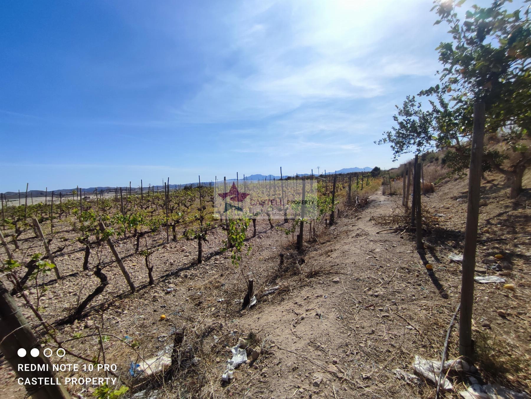 For sale of rural property in Monforte del Cid
