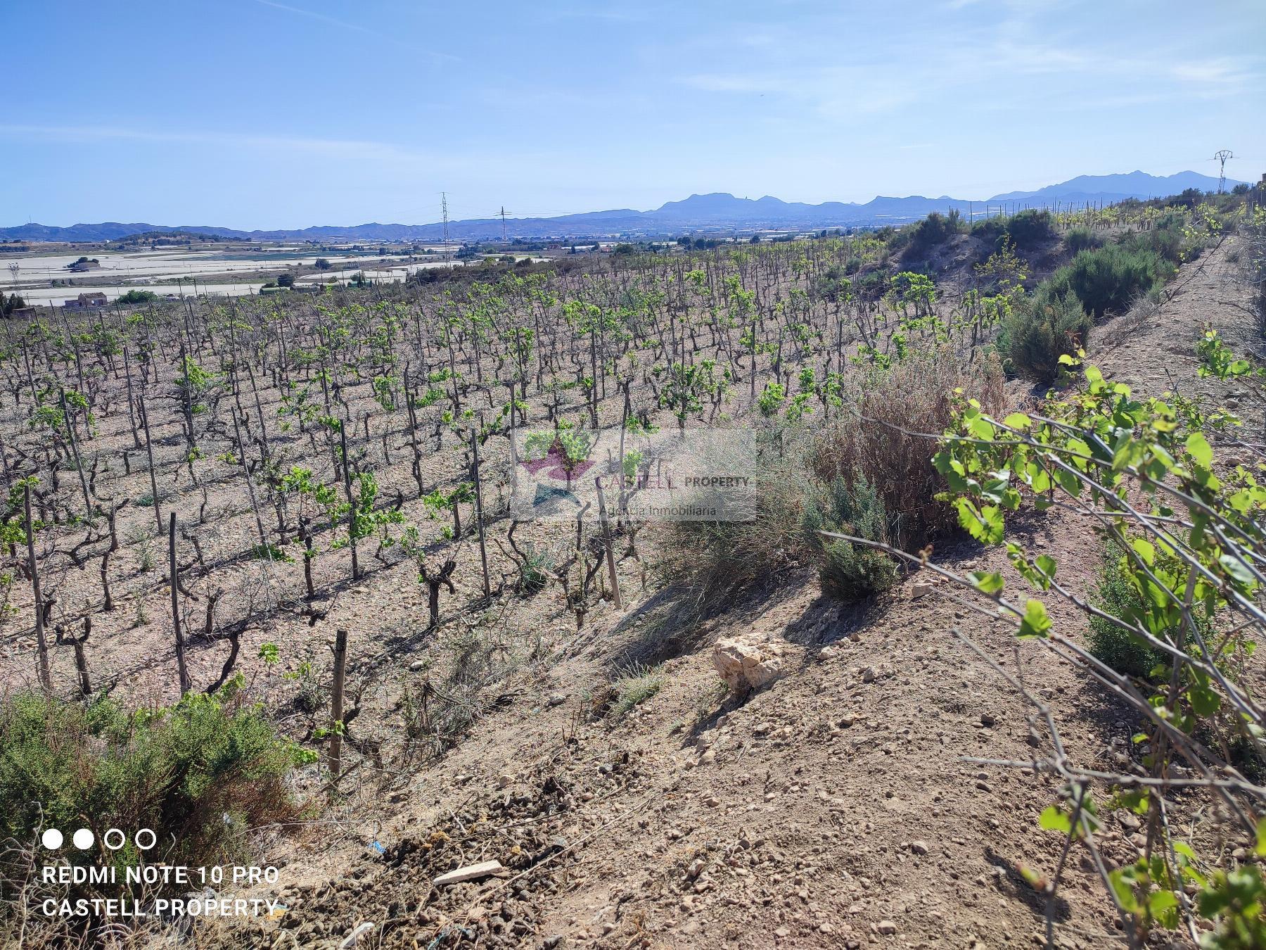 For sale of rural property in Monforte del Cid