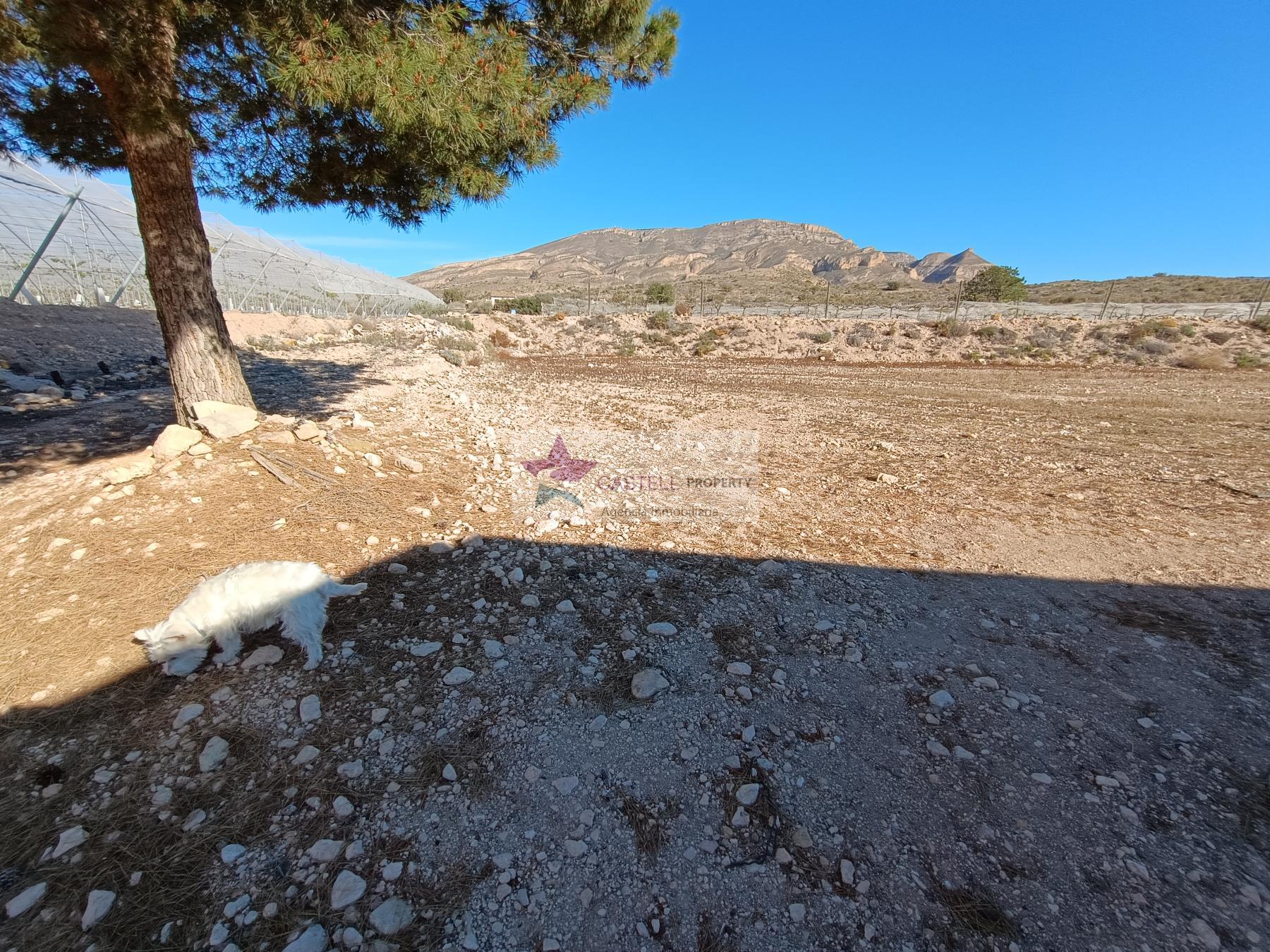 Venta de finca rústica en Monforte del Cid