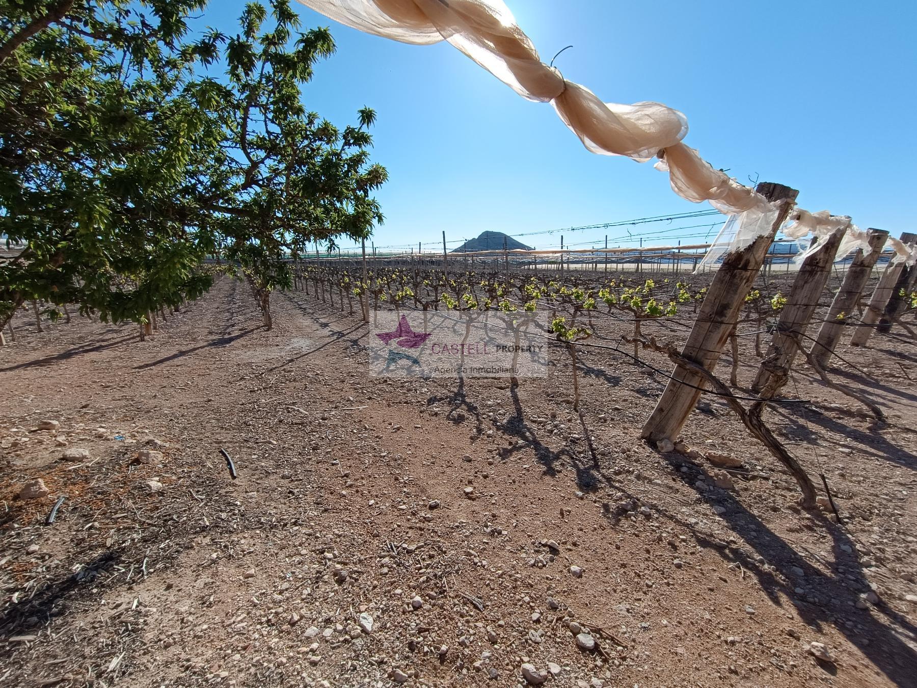 Venta de finca rústica en Monforte del Cid