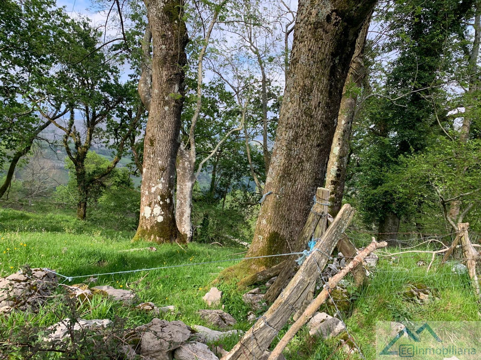 For sale of land in Liérganes