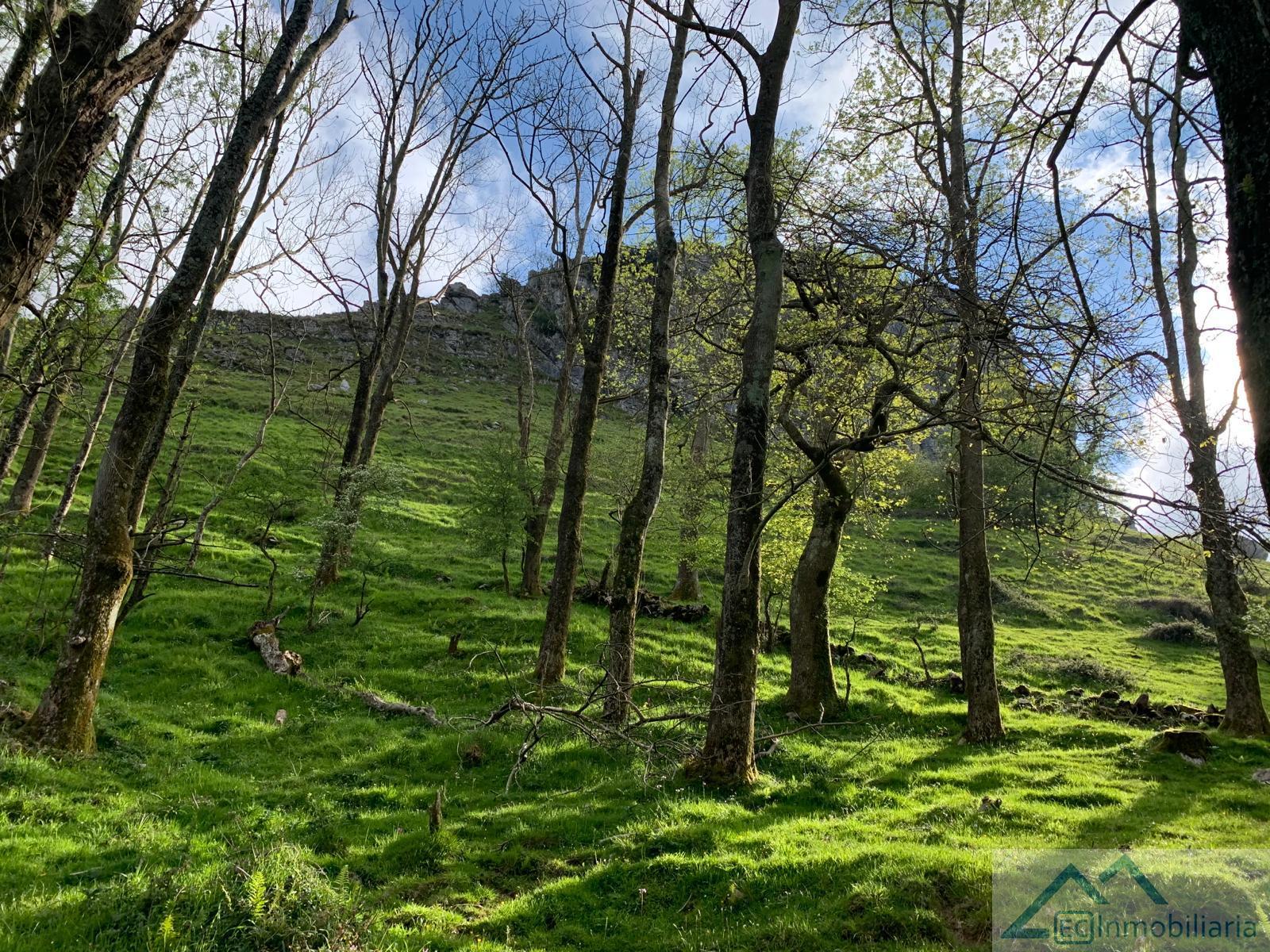 For sale of land in Liérganes