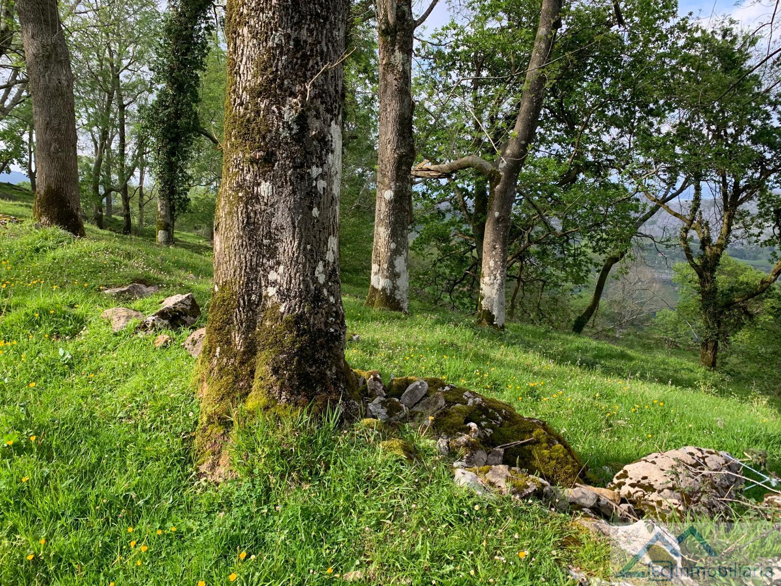 For sale of land in Liérganes