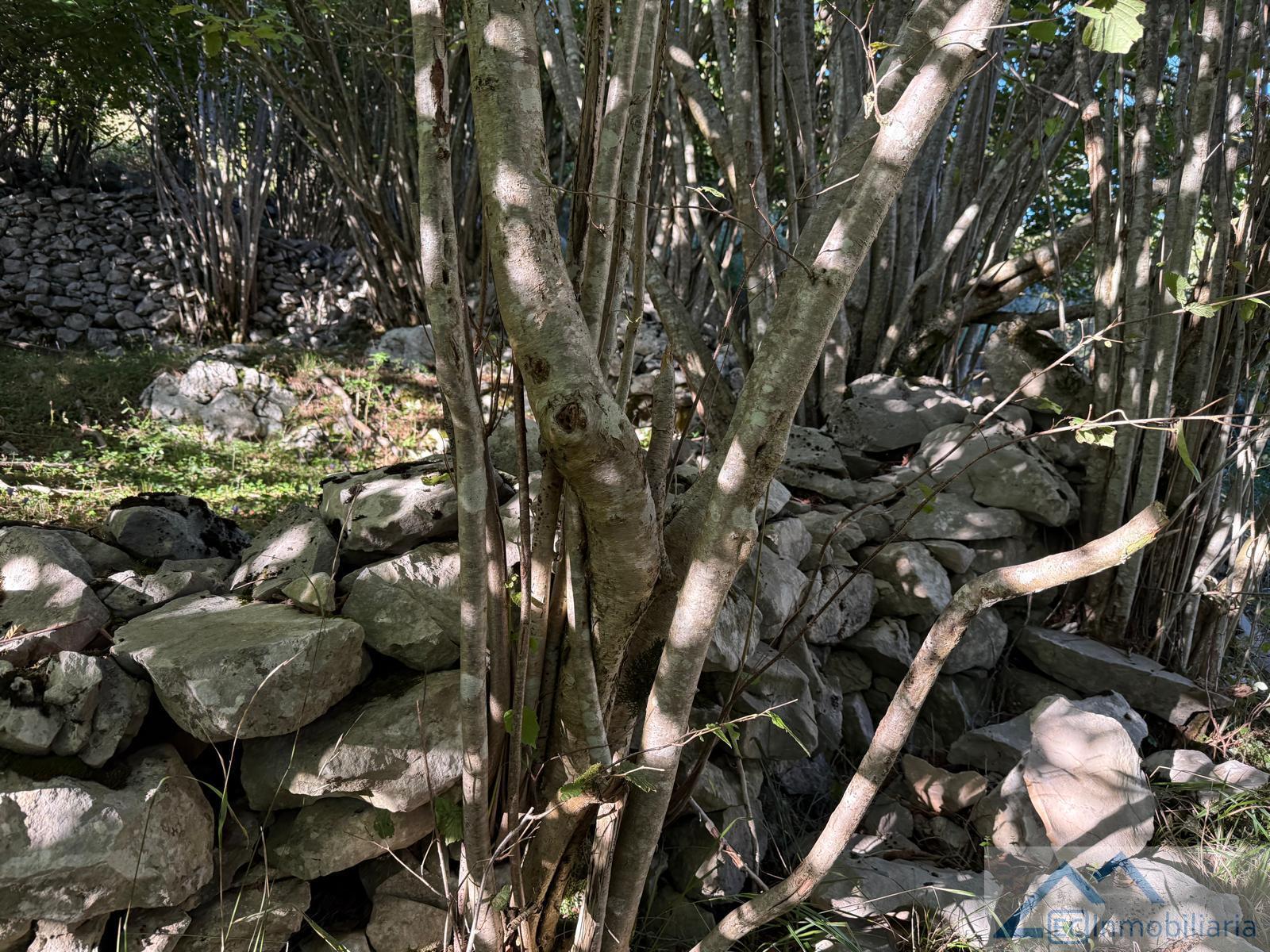 Venta de finca rústica en Ruesga