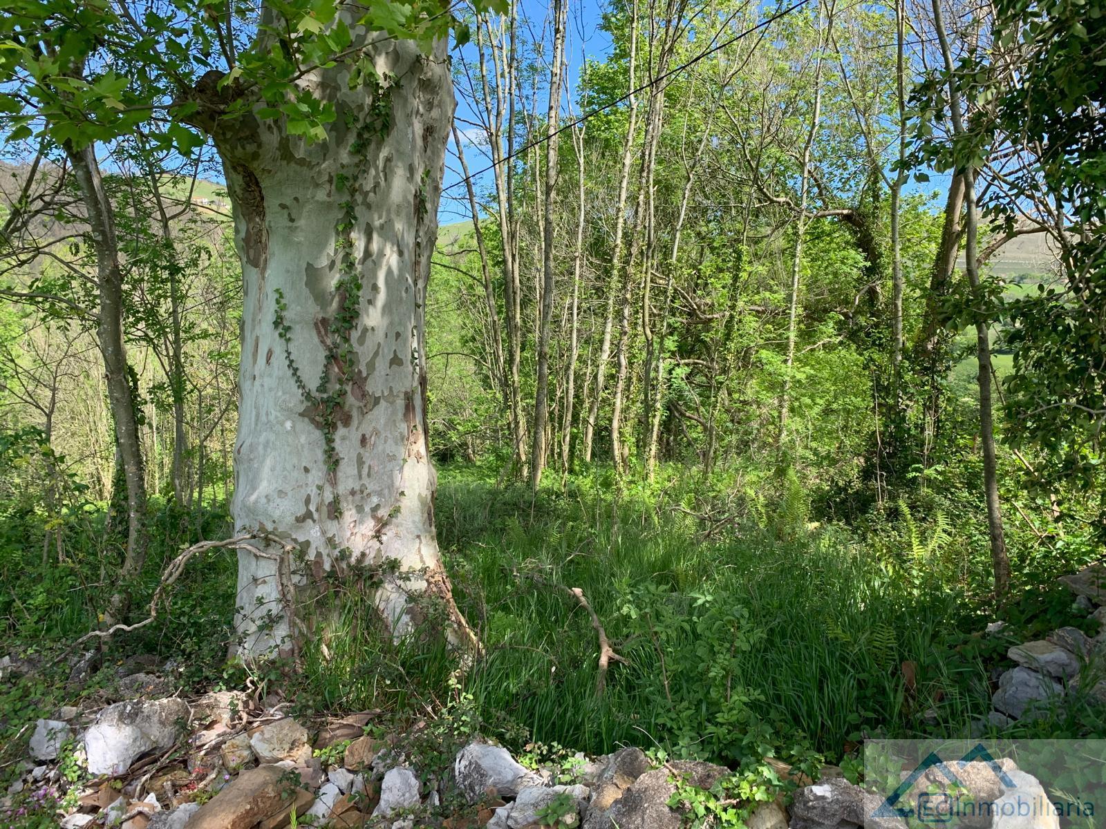 Ground