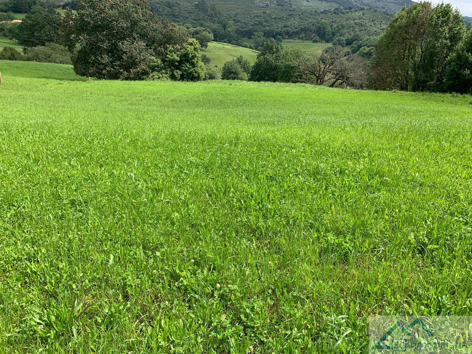 For sale of land in Liérganes