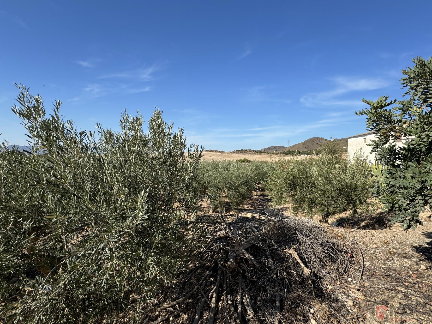 For sale of house in Lorca
