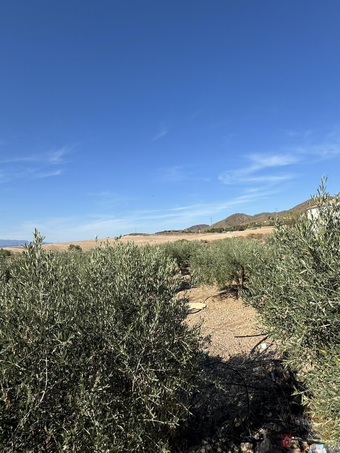 For sale of house in Lorca