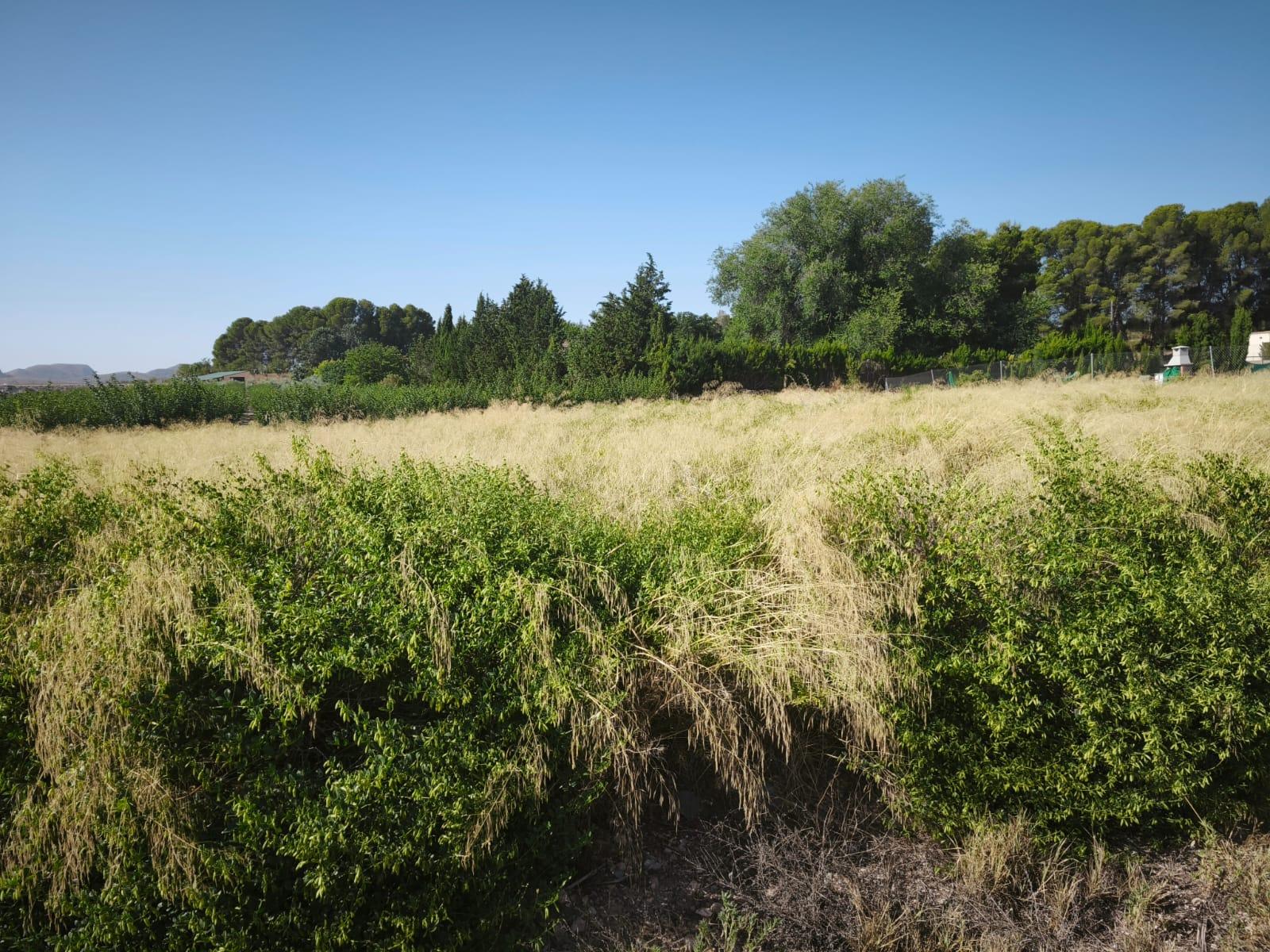 Venta de finca rústica en Hellín