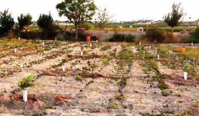 Venta de terreno en Abanilla