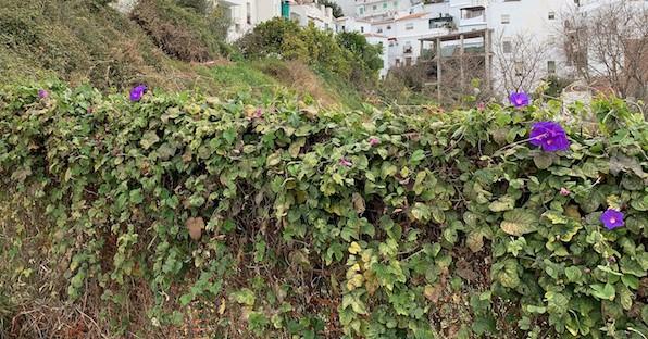 Venta de terreno en Cómpeta