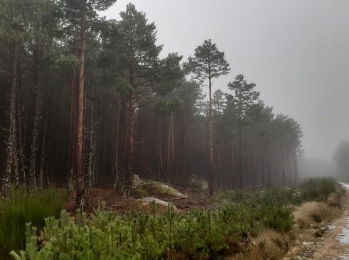 Venta de terreno en Bonilla de la Sierra