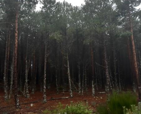 Venta de terreno en Bonilla de la Sierra