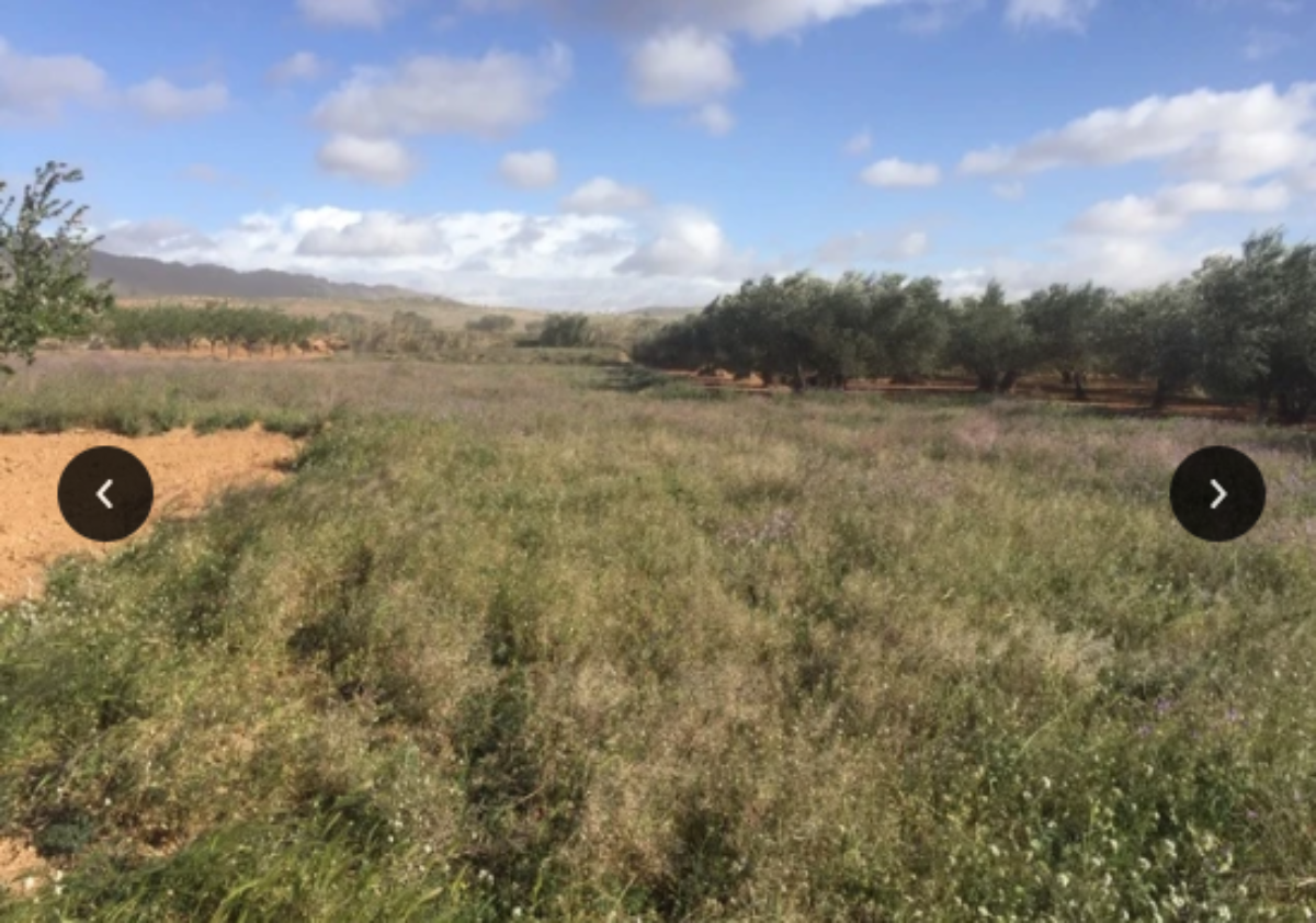Venta de finca rústica en El Pinós