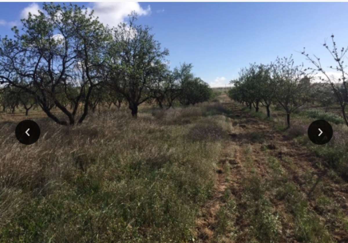 Venta de finca rústica en El Pinós