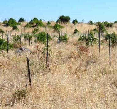 Venta de terreno en Higuera de Llerena