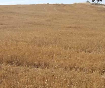 Venta de terreno en Higuera de Llerena