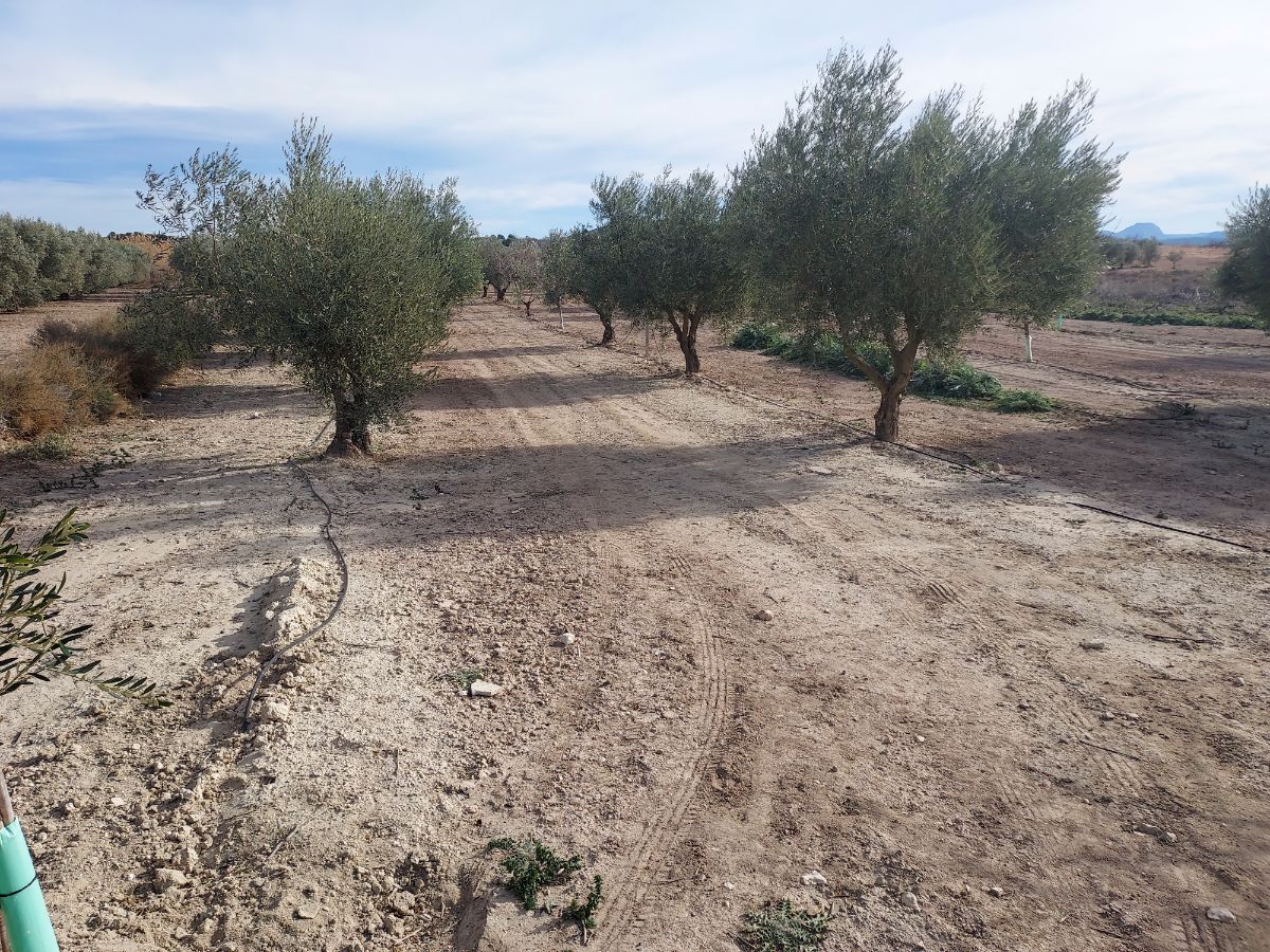Venta de terreno en Cieza