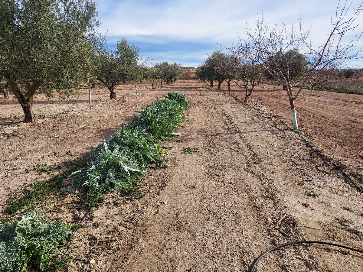 Venta de terreno en Cieza