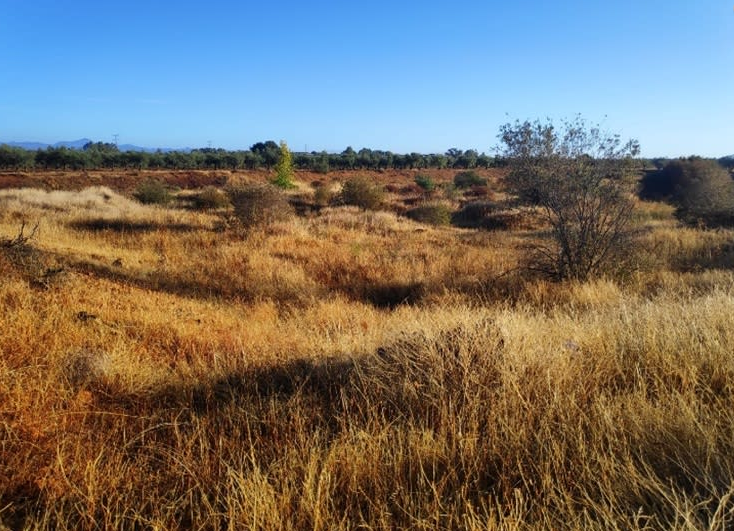 Venta de finca rústica en Navalvillar de Pela