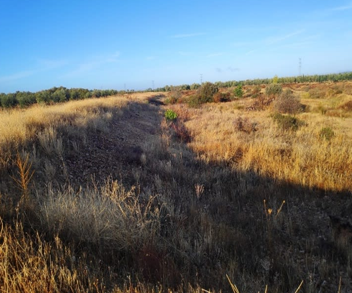Venta de finca rústica en Navalvillar de Pela